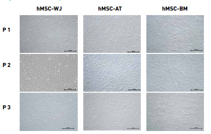 BLG_StemCell_08.jpg