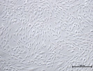MSC NutriStem® XF Medium