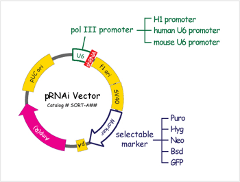 pRNAixN^[}bv