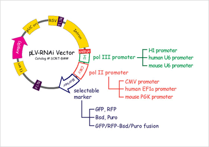 pLV-RNAixN^[}bv