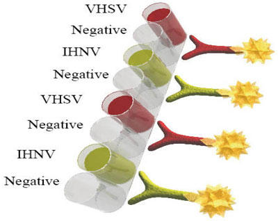 DUO VHSV-IHNV ELISA Lbg