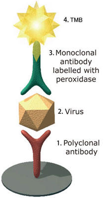 @bVHSiECXosǁjECXELISALbg