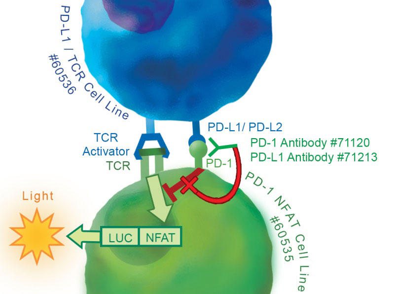 Cell Based Assay̌