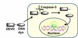 NucView™ カスパーゼ3 基質によるカスパーゼ3活性の検出原理