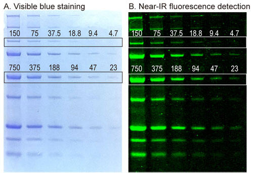 One-Step Blue™ で染色した SDS-PAGE ゲル