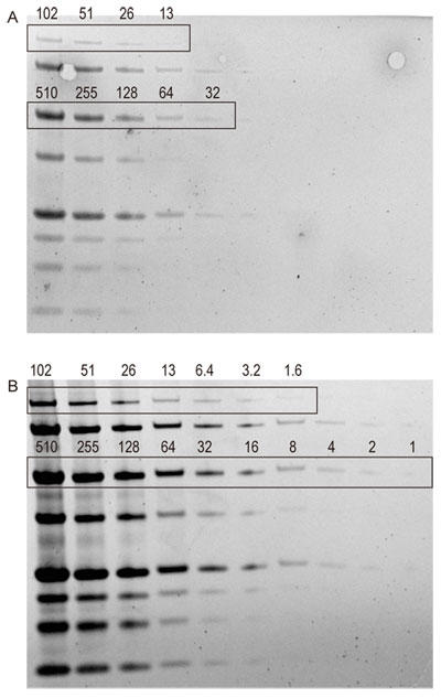 One-Step Lumitein™ ŐF SDS-PAGE Q