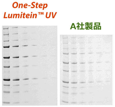 One-Step Lumitein™ UV は、UV ゲル撮影装置を用いて検出できる。
