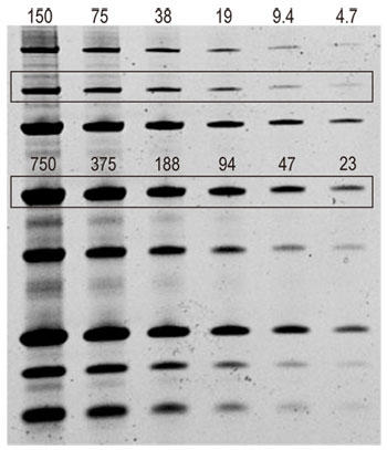 One-Step Lumitein UV ŐF SDS-PAGE Q