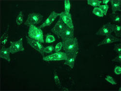 CellBrite(TM) Green 細胞膜染色色素（品番30021）で染めたHeLa細胞