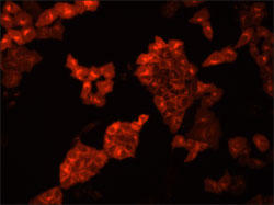 CellBrite(TM) Red 細胞膜染色色素（品番30023）で染めたHeLa細胞