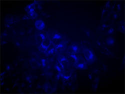 CellBrite(TM) Blue 細胞膜染色キット（品番30024）で染めたHeLa細胞