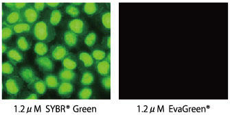 HeLaזE SYBR Green I (1.2μMA)  EvaGreen® (1.2μMAE) ̂ꂩ 37ŃCLx[ĝuŊώ@