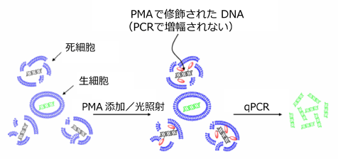 PMAを使用した qPCR による生細菌の選択的検出