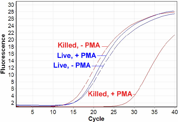 図2. PMA を使用した大腸菌（熱処理／未処理）のqPCR解析