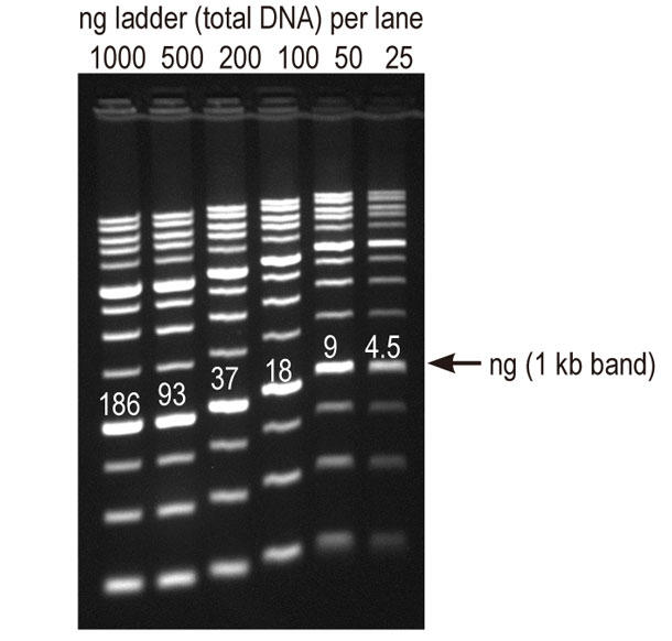 DNAラダーの染色