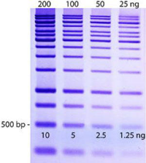 DNAzure ŐF1 kb DNA_[̃oh摜