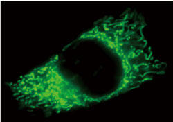 MitoView Green（品番：70054）で染色したHeLa細胞