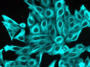 マウス抗チューブリン抗体とCF350ヤギ抗マウスIgG抗体で染色したHeLa細胞