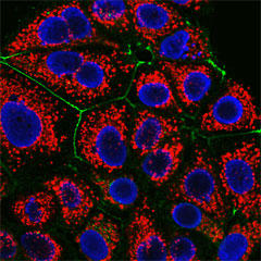 ウサギ抗 COXIV 抗体 および CF555 標識ヤギ抗ウサギ抗体（ミトコンドリア、赤色）、マウス抗 ZO1 抗体 および CF647 標識ヤギ抗マウス抗体（タイトジャンクション、緑色）で染色した MCF-7 細胞。EverBrite Mounting Medium with DAPI で封入した（核、青色）。