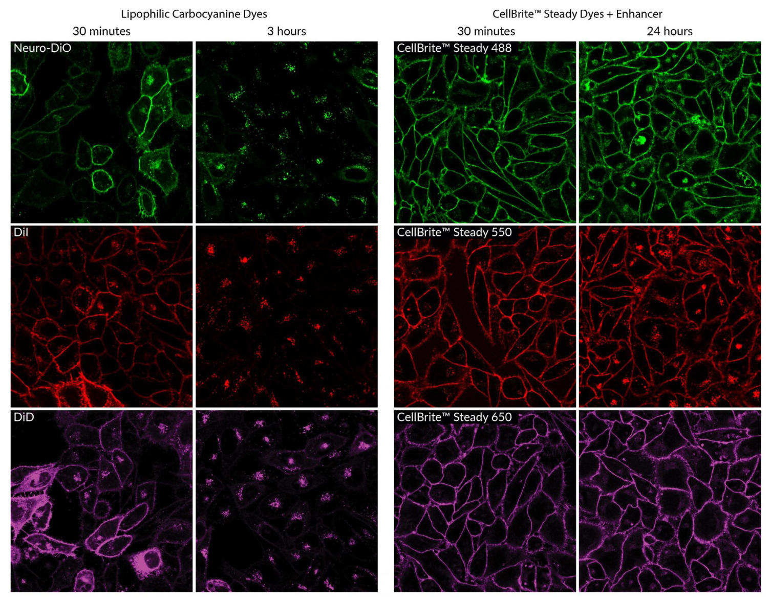 BTI_Cellbrite_steady_03.jpg