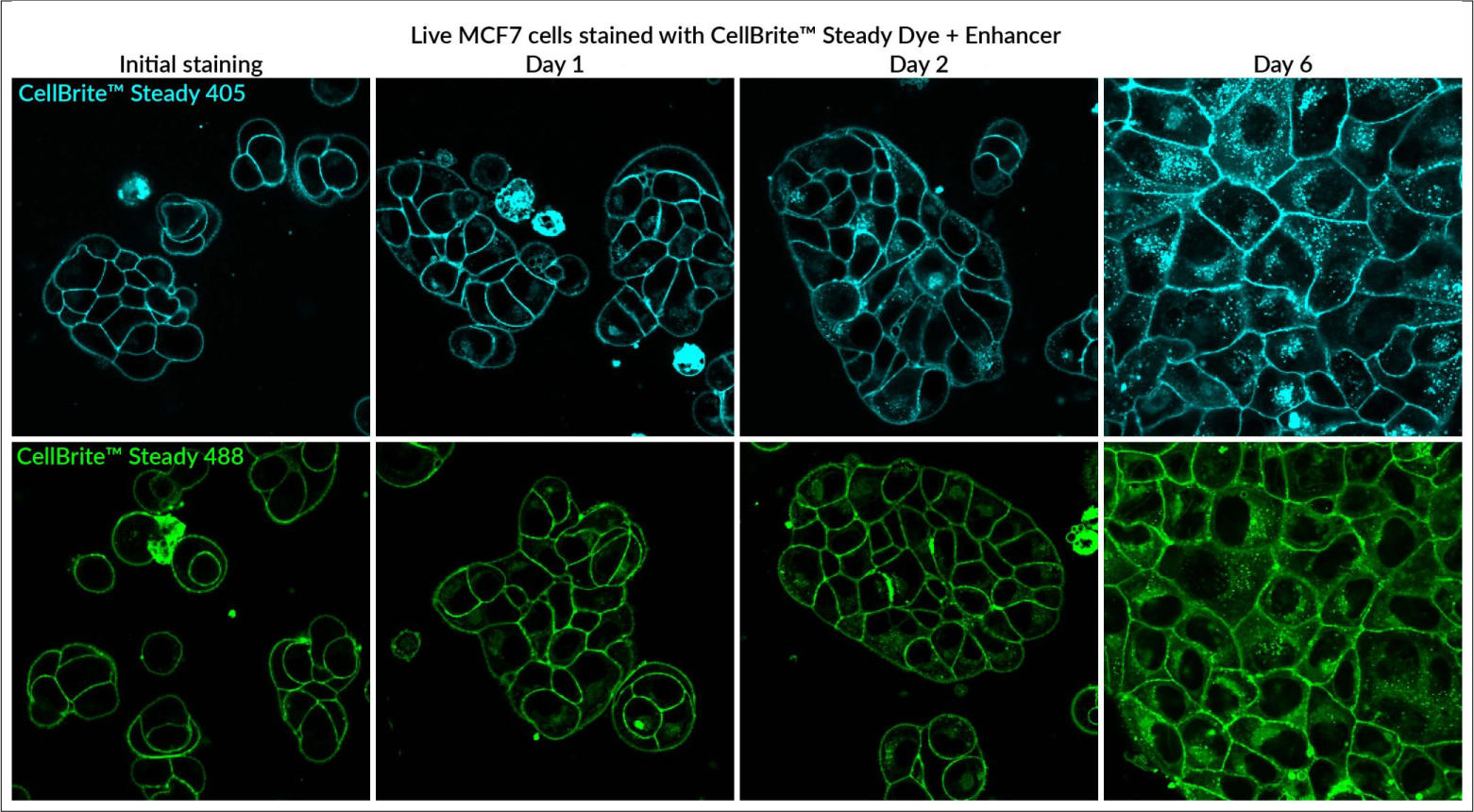 BTI_Cellbrite_steady_04.jpg