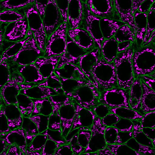 BTI_Cellbrite_steady_05.jpg