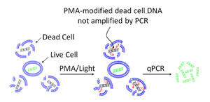 }2@qPCR ɂ鐶ےʂ̂߂PMA™ Č 