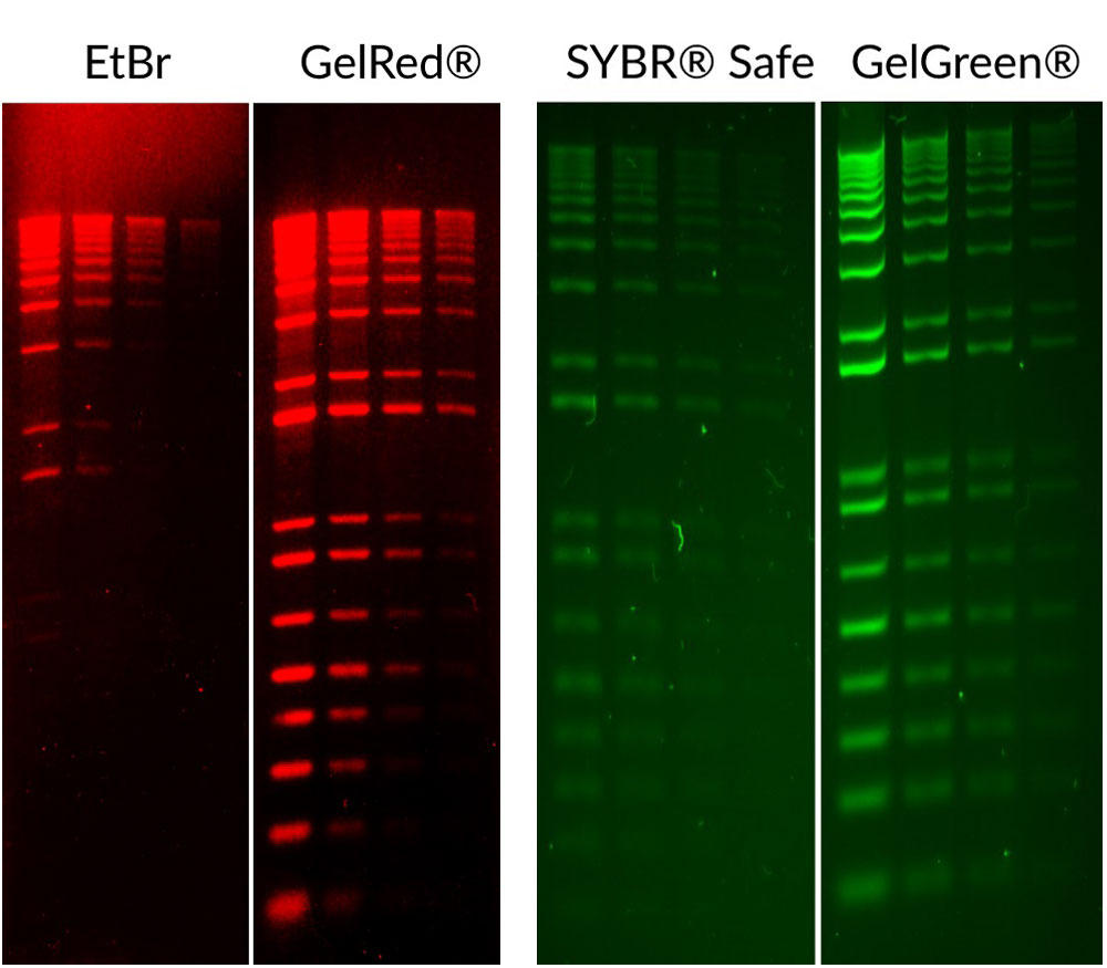 BTI_GelGreen_Red_fig3.jpg