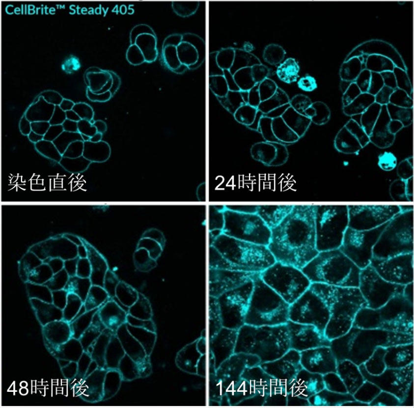 BTI_cell_membrane_surface_02.jpg
