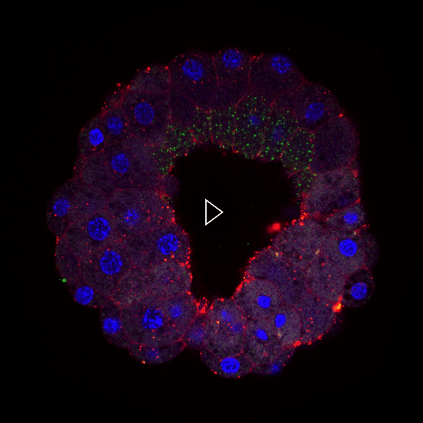 BTI_cell_membrane_surface_03.png