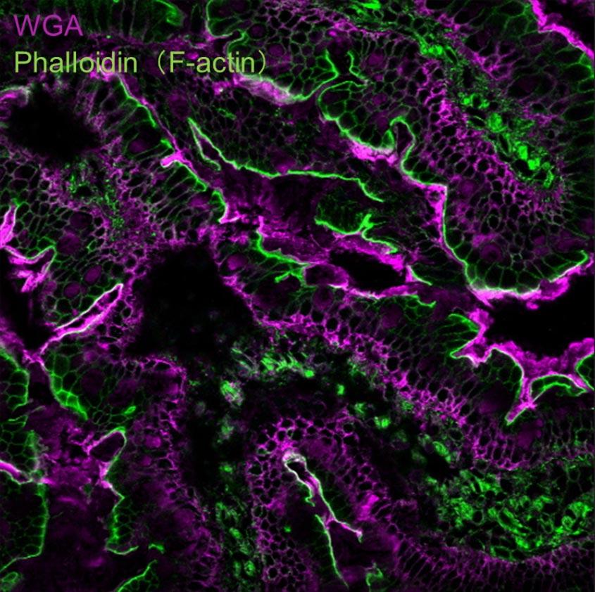 BTI_cell_membrane_surface_04.jpg