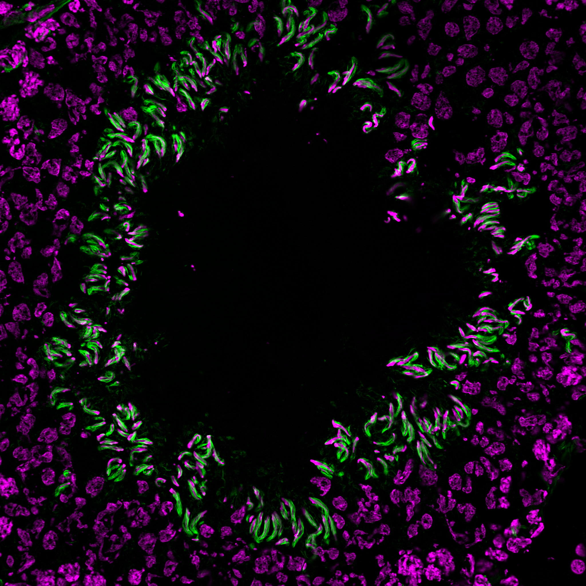 BTI_everbrite_trueblack_fig8.png