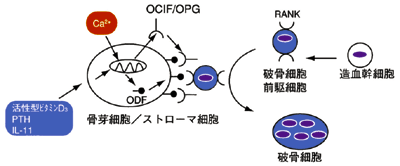 IXeIveO