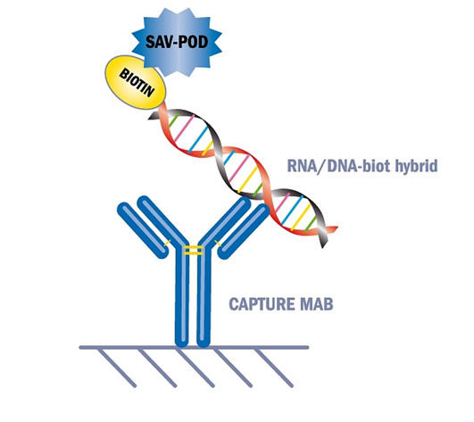 DNA/miRNAハイブリダイゼーションとイムノアッセイを組み合わせた新しいmiRNA定量法
