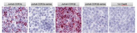 Jurkat T細胞内の CDR3 αおよびβの検出
