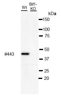 BIF-1mN[iŔiN[#BIF1-443jpזEotɂEFX^ubg̓Kp