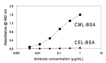 抗CML抗体（2G11）
