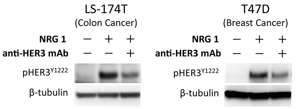 Neutralization of human HER3 bioactivity