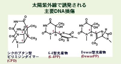 zOŗUvDNA