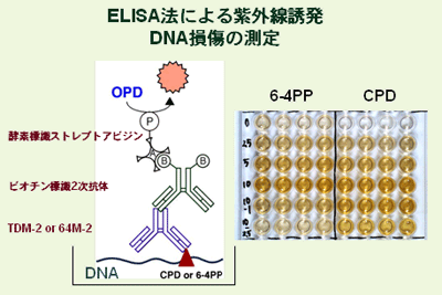 ELISA法による紫外線誘発　DNA損傷の測定