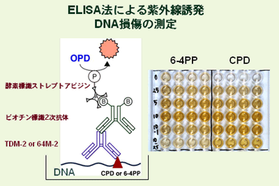 ELISA@ɂ鎇OU@DNȂ