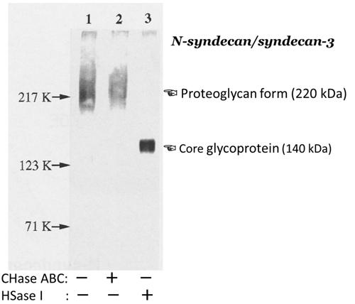 抗N-シンデカン/シンデカン-3抗体の特異性｜マトリックスタンパク質検出用抗体