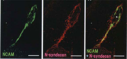 嗅球形成過程におけるN-シンデカン/シンデカン-3の局在｜マトリックスタンパク質検出用抗体