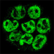 DPPA4抗体を用いてES細胞を免疫染色した共焦点顕微鏡写真