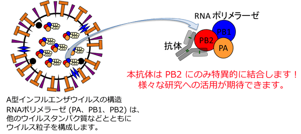 PB2抗体
