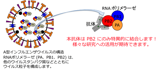 PB2R