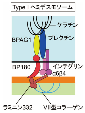 CAC_hemidesmosome_1.jpg