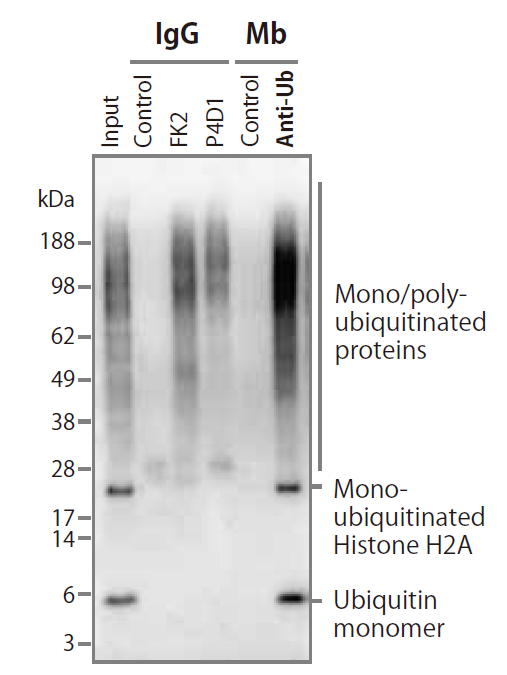 CAC_panubiquitin_IP_01.png