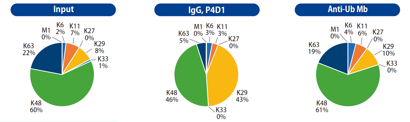 CAC_panubiquitin_MS_01.png