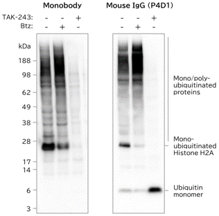 CAC_panubiquitin_wb_01.png